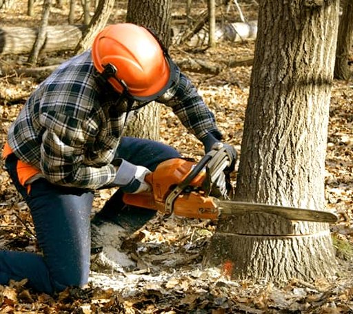 Tree Removal in Hillsborough, NH